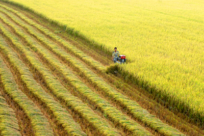 Một số giải pháp phát triển bền vững ngành nông nghiệp tỉnh Nghệ An