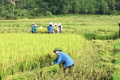 Hoạt động của hợp tác xã ngày càng thực chất