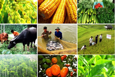 Các vấn đề cản trở thu hút đầu tư nước ngoài vào nông nghiệp