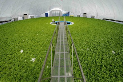 Nông nghiệp công nghệ cao: Tài sản lớn nhưng không được thế chấp