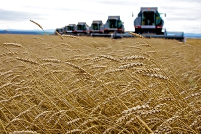Châu Á sẽ ngày càng phụ thuộc vào lúa mì Nga?