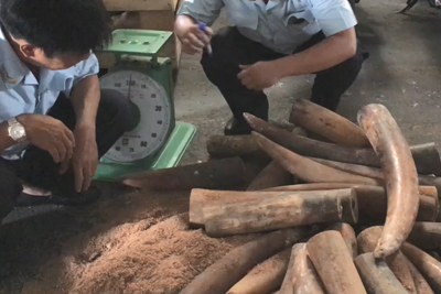 [Video] Hàng trăm kg ngà voi giấu trong container nhựa đường