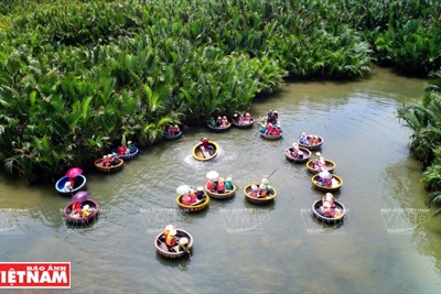 Xanh mướt xứ dừa Cẩm Thanh