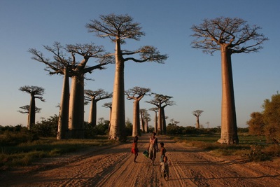Madagascar: Phần còn lại khác biệt của thế giới