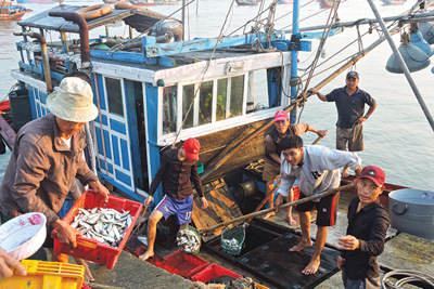 Rộn ràng bến cá Duy Hải