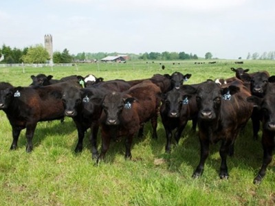 Giới thiệu sản phẩm thịt bò ăn ngô Ontario Corn Fed Beef Canada tại Việt Nam