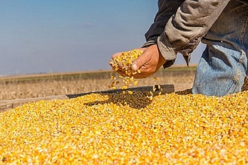 Việt Nam – Argentina đẩy mạnh hợp tác nông nghiệp, mở rộng thị trường xuất khẩu