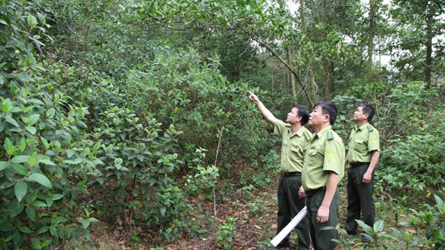 Đẩy mạnh tích lũy tín chỉ các-bon rừng giúp cải thiện sinh kế, bảo vệ môi trường
