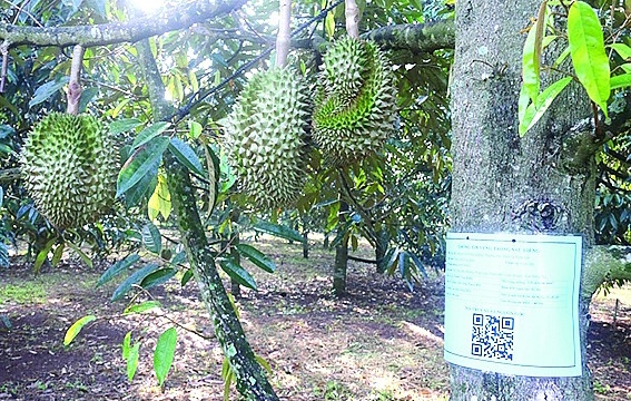 Sầu riêng xuất khẩu: Bài học kiểm soát đầu vào, bảo vệ đầu ra