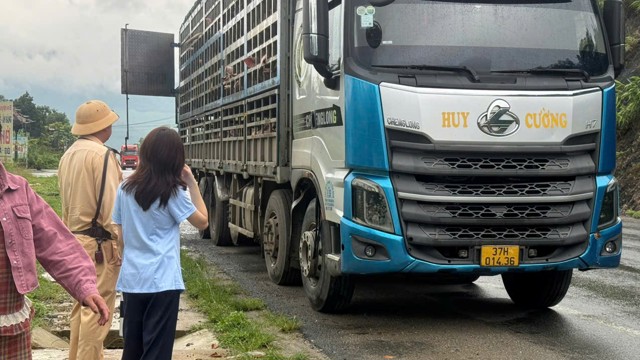 Phú Thọ tiêu hủy gần 200 con lợn nhiễm virus Dịch tả lợn châu Phi 