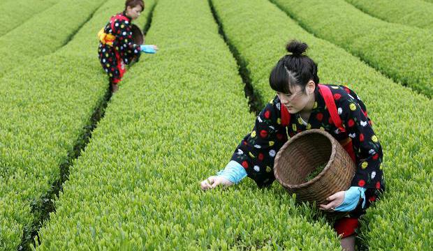Bài học từ bảo hộ nông nghiệp ở Nhật Bản trong thời kỳ hội nhập kinh tế quốc tế    