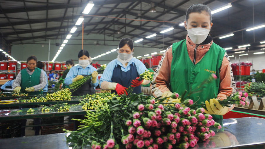 Giá hoa Tết Nguyên Đán 2023 bắt đầu tăng nhẹ