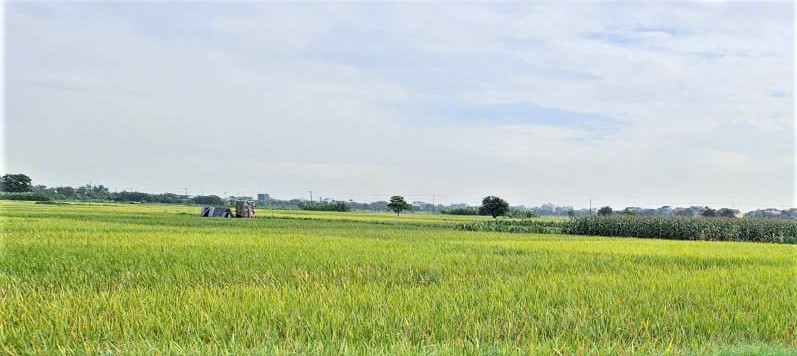 Hà Nội phát triển nông nghiệp theo hướng sinh thái 