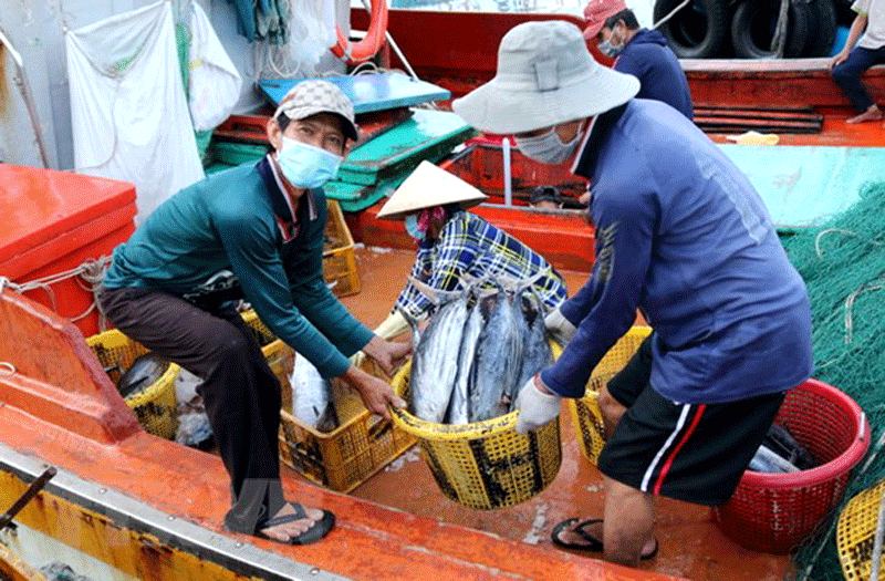 Nếu bị phạt “thẻ đỏ”, Việt Nam sẽ bị cấm xuất khẩu hải sản khai thác sang EU 
