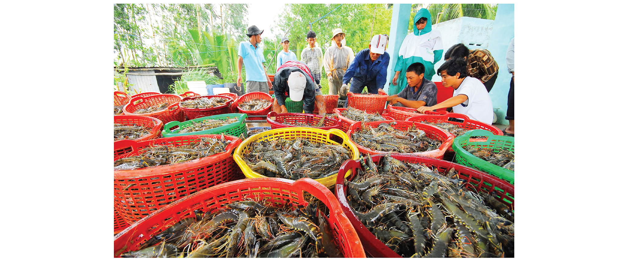 EMAGAZINE: Xuất khẩu thủy sản Việt Nam giữa “cơ hội vàng” và rủi ro vào thị trường Hoa Kỳ - Ảnh 6