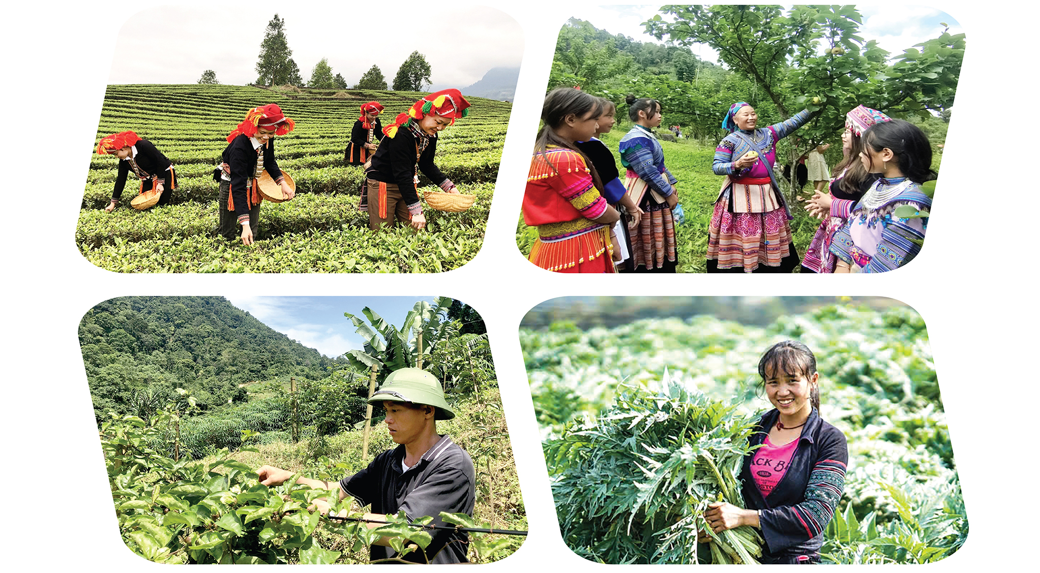 EMAGAZINE: Lào Cai bứt phá với Chương trình 1719: Từ bản làng no ấm đến mục tiêu không còn hộ nghèo năm 2030 - Ảnh 7