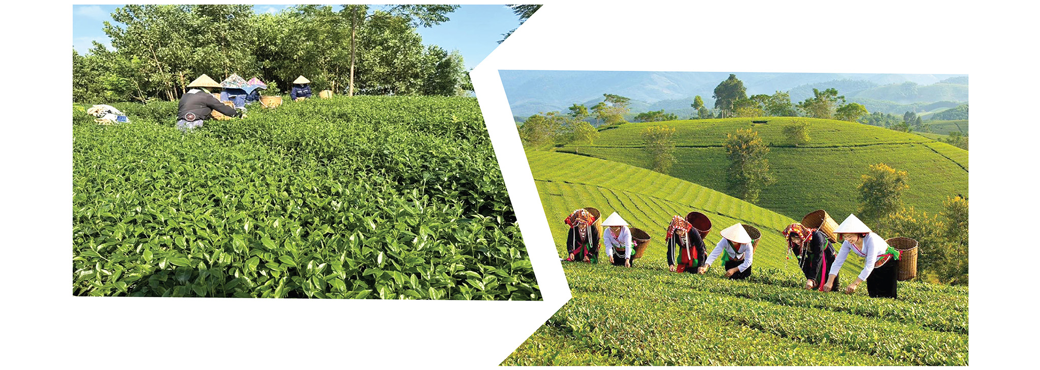 HTX ch&egrave; Cẩm Mỹ v&agrave; trồng ch&egrave; hữu cơ d&acirc;n tộc Mường ở Ph&uacute; Thọ vươn l&ecirc;n tho&aacute;t ngh&egrave;o.