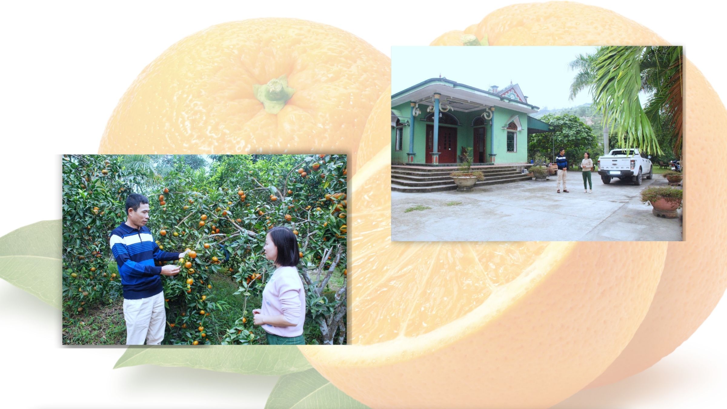 Anh Trần Văn Hậu đang giới thiệu về t&iacute;nh hiệu quả của m&ocirc; h&igrave;nh trồng cam ở th&ocirc;n C&aacute;i Bầu