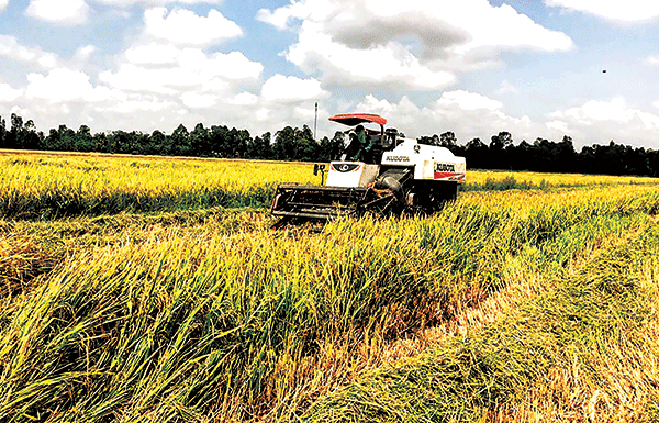 Thu hoạch lúa tại một HTX trên địa bàn xã Thới Xuân, huyện Cờ Đỏ. Ảnh: Mỹ Hoa