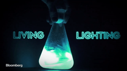 [Video] Con người sẽ sử dụng vi khuẩn phát quang để thay thế toàn bộ đèn điện