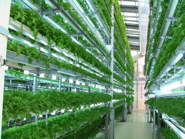 TPHồ Chí Minh đẩy mạnh phát triển nông nghiệp đô thị hiện đại hiệu quả  bền vững