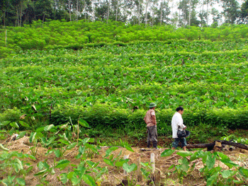 Một số loại hình nông lâm kết hợp trên vườn cà phê vối ở huyện Lắk tỉnh  Đắk Lắk  Viện Khoa Học Kỹ Thuật Nông Lâm Nghiệp Tây Nguyên