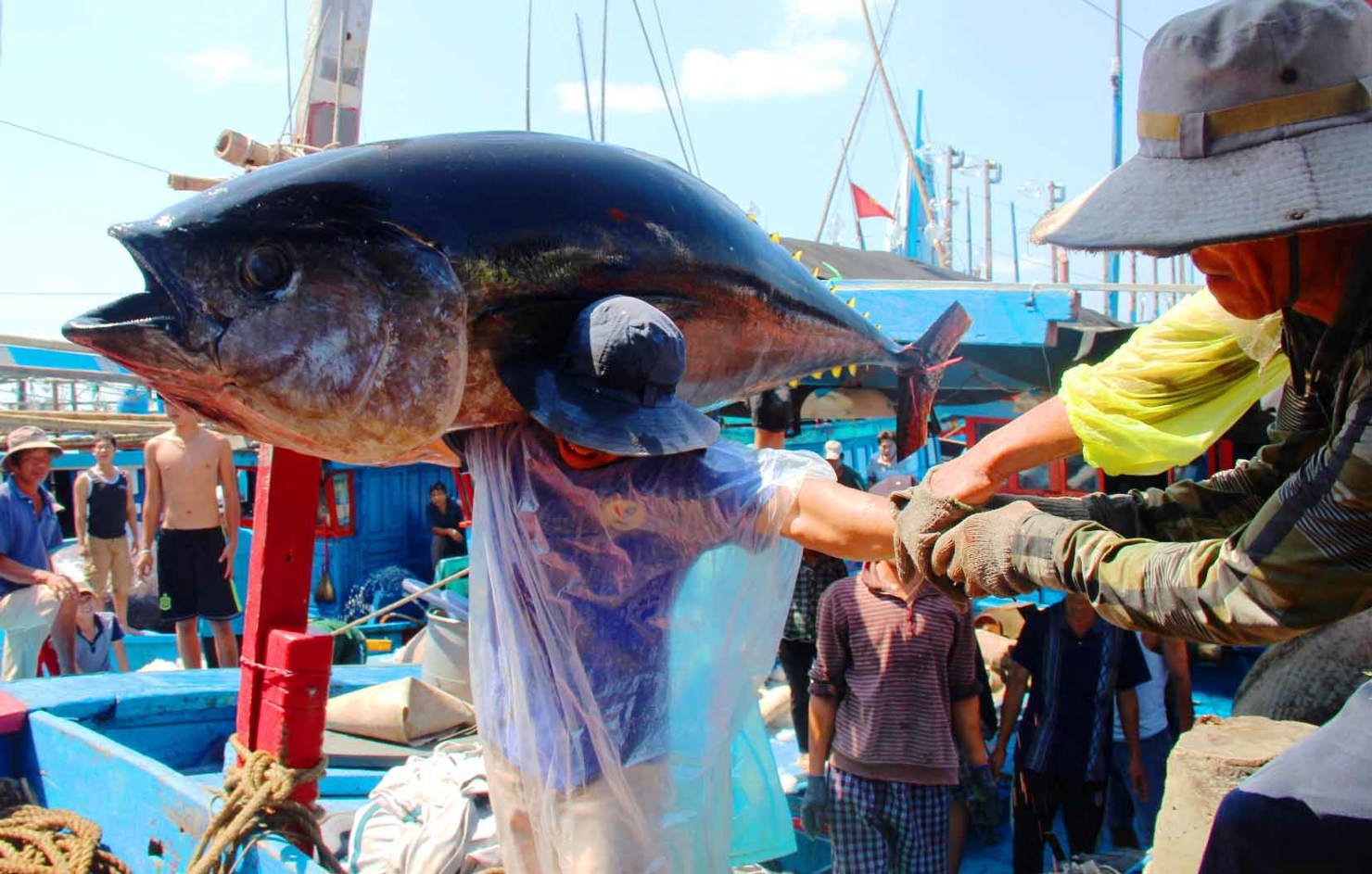 Ngư dân tỉnh Bình Định đánh bắt cá ngừ đại dương. Ảnh: danviet.vn