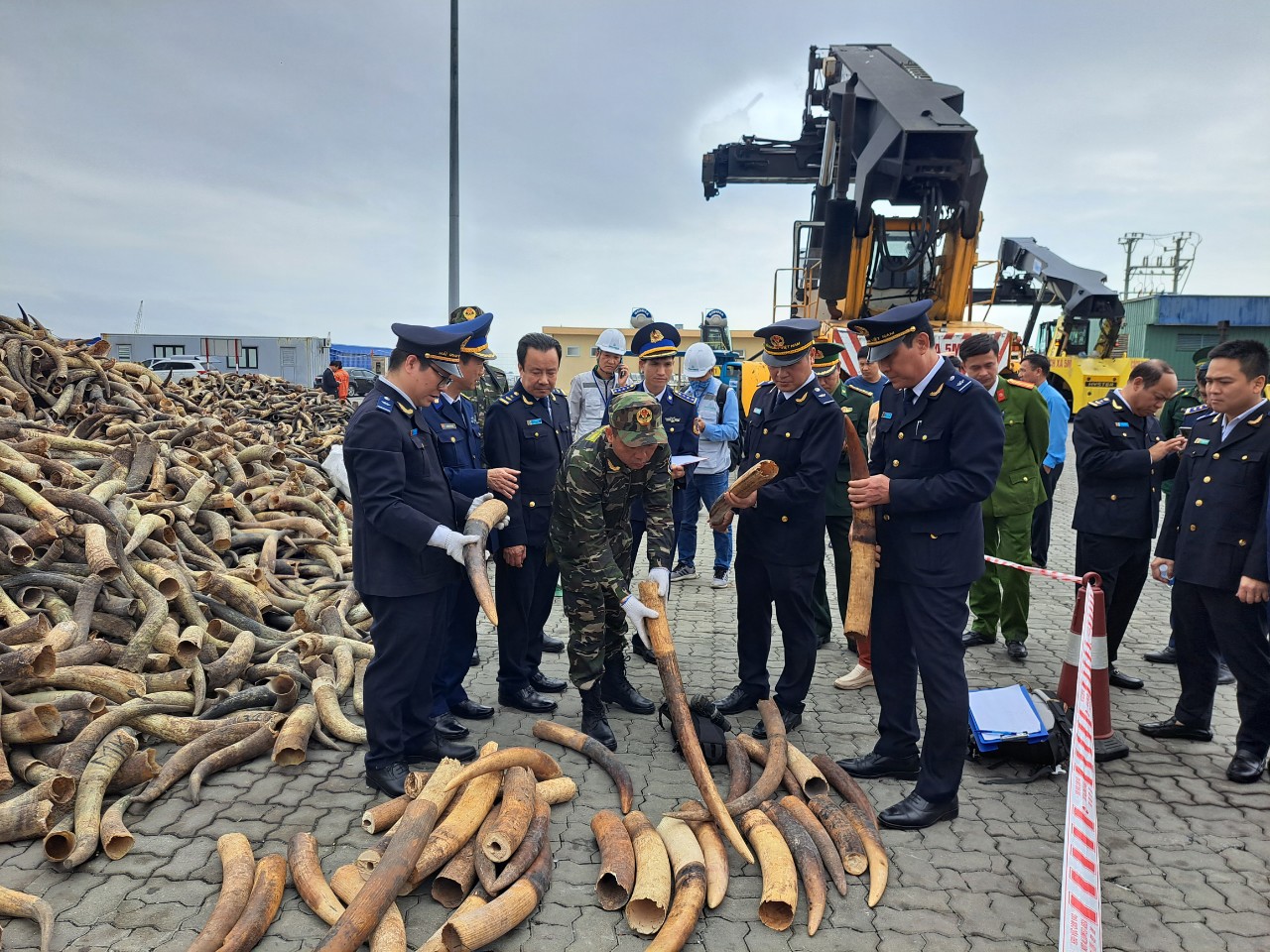 qua 2 vụ bắt giữ trong những ngày đầu xuân, Cục Hải quan Hải Phòng đã thu giữ hơn 600 kg ngà voi châu Phi.