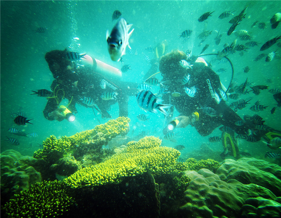 Bảo vệ rạn san hô ở Phú Quốc, tỉnh Kiên Giang (ảnh: Trương Minh Điền). Nguồn: nhiepanhdoisong.vn