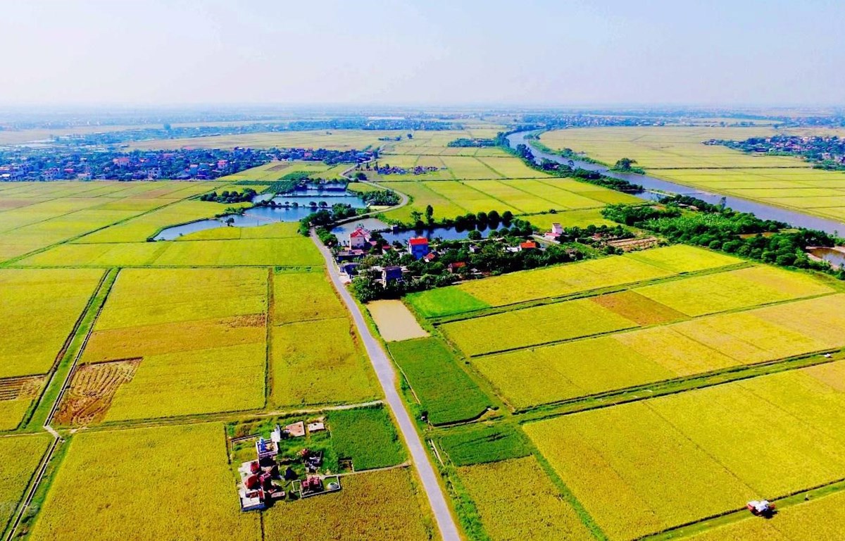 UBND tỉnh Long An chỉ được quyết định chuyển mục đích sử dụng đất khi nhà đầu tư hoàn thành trách nhiệm nộp tiền bảo vệ, phát triển đất trồng lúa theo quy định của pháp luật.