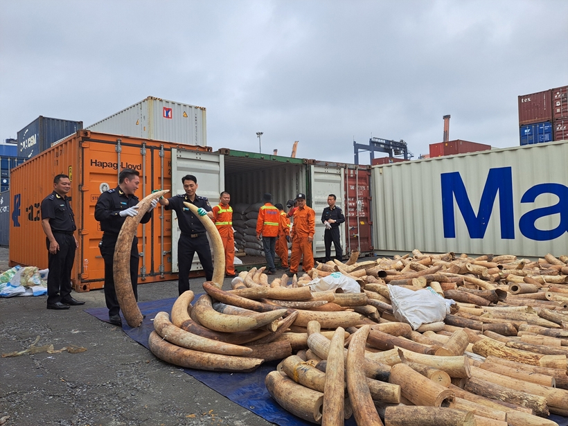 Thu giữ 07 tấn ngà voi được vận chuyển từ Angola về Việt Nam qua cảng Nam Hải Đình Vũ.