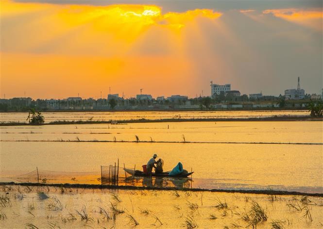 Đánh bắt cá tại cánh đồng ngập lũ cuối mùa ở huyện Vị Thủy, tỉnh Hậu Giang. Nguồn: Duy Khương