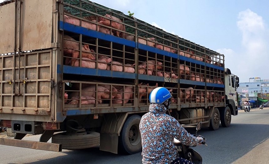 Thủ tướng yêu cầu triển khai quyết liệt các giải pháp ngăn chặn, phát hiện và xử lý nghiêm các trường hợp buôn bán, vận chuyển trái phép lợn qua biên giới vào Việt Nam.