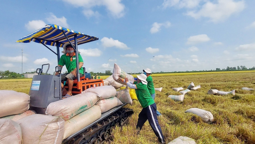 Năm 2023, diện tích sản xuất lúa vụ Thu Đông ở Đồng bằng sông Cửu Long tăng so với kế hoạch đầu năm 50.000 ha.