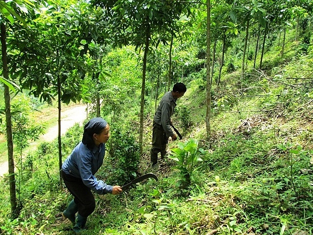 Cục DTNN khu vực Thanh Hóa tổ chức xuất kho, vận chuyên, giao, nhận gạo dự trữ quốc gia hồ trợ Nhân dân thực hiện công tác bảo vệ, phát triển rừng đảm bảo đúng đối tượng.