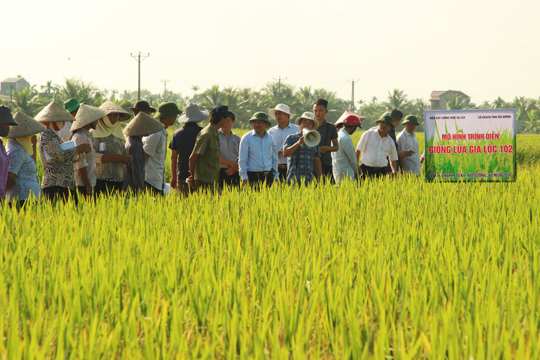 Sản xuất nông nghiệp của tỉnh Hải Dương đã đạt được những thành tựu quan trọng, góp phần làm thay đổi diện mạo nông thôn và nâng cao đời sống người dân.