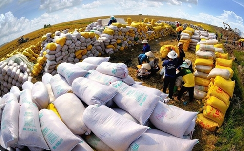 Hiện nay dư địa xuất khẩu gạo của Việt Nam còn rất lớn.