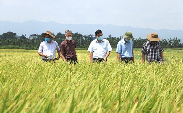 Nâng cao nhận thức của nông dân về sản xuất lúa an toàn, thích nghi với biến đổi khí hậu.