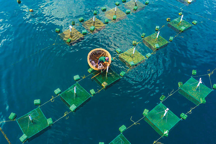 Có 2 nguồn gây ra phát thải nhà kính trong nuôi trồng thủy sản là thức ăn và các nhiên liệu dùng trong sản xuất.