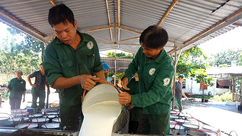 Công nhân Công ty cổ phần Cao su Tân Biên (huyện Tân Châu, tỉnh Tây Ninh) thu hoạch mủ cao su.