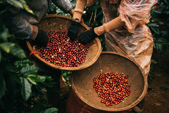 Xuất khẩu cà-phê thắng lớn.