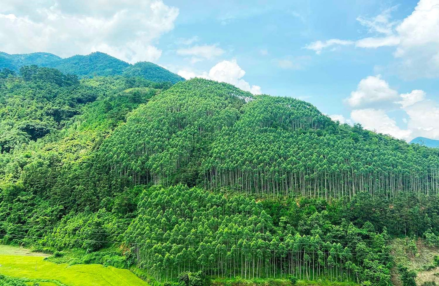 Nguồn thu tín chỉ carbon đến từ rừng của Việt Nam là rất lớn.