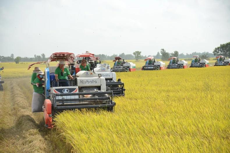 Liên kết chuỗi để phát triển bền vững ngành lúa gạo.