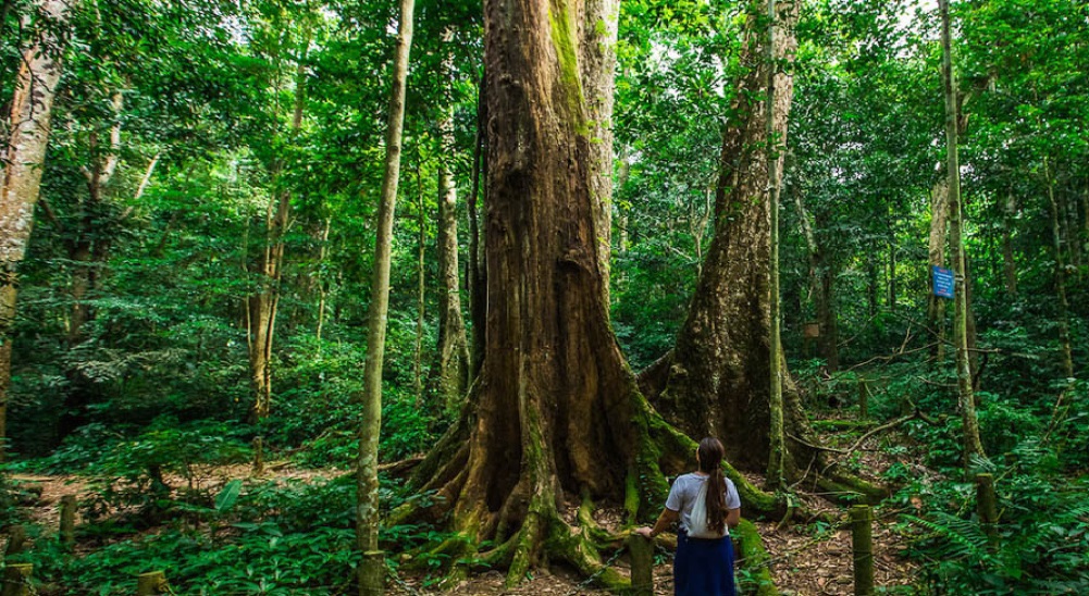 Việt Nam được đánh giá là một trong những quốc gia có tiềm năng với các dự án về tín chỉ carbon rừng. 