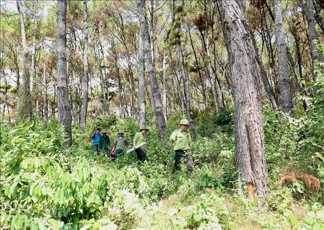 Đến nay, Quỹ Bảo vệ và phát triển rừng Việt Nam đã tiếp nhận số tiền thanh toán đợt 1 từ Ngân hàng Thế giới là 41,2 triệu USD.