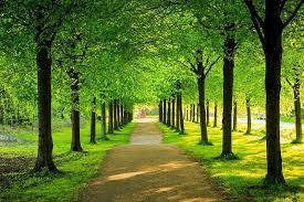Gần 770 triệu cây xanh được trồng sau 3 năm thực hiện Đề án.