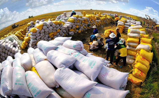 Trong tháng 12/2023, xuất khẩu gạo cả nước đạt 492.387 tấn, trị giá đạt gần 339 triệu USD, đưa tổng khối lượng gạo xuất khẩu năm 2023 của Việt Nam đạt 8,131 triệu tấn.