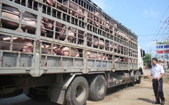 Thời gian qua, tình trạng buôn lậu, vận chuyển trái phép động vật vào Việt Nam diễn ra phức tạp. 