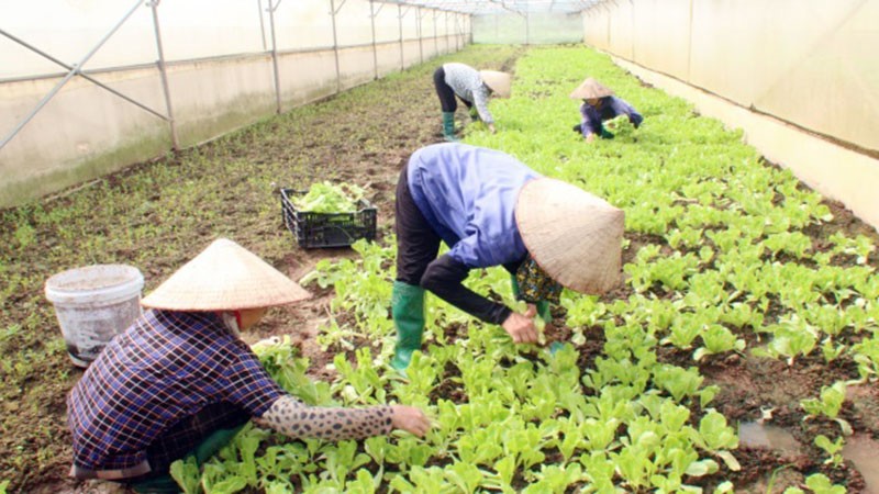 Xã viên Hợp tác xã Nông nghiệp Quyết Thanh Mộc Châu (Sơn La) chăm sóc rau.