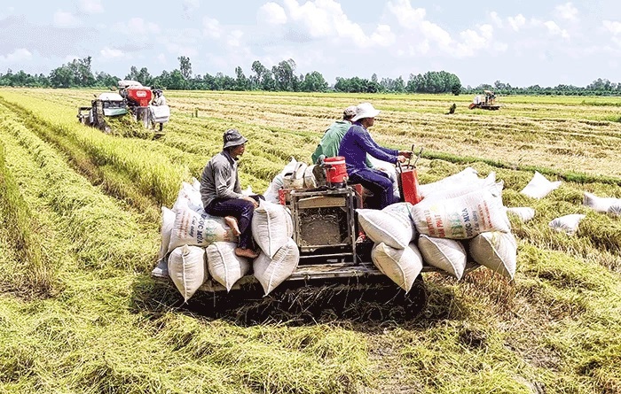 Nông dân tại huyện Thới Lai thu hoạch lúa và rơm bằng máy. Ảnh: Khánh Trung